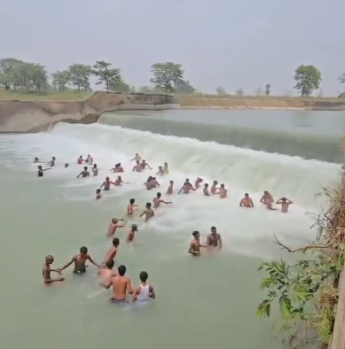 bagha